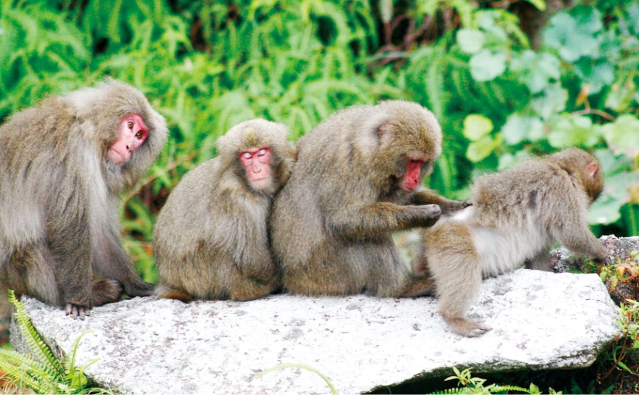 四只屋久岛猿并排而坐。一只成年猿在为一只幼猿梳理毛发的照片。
