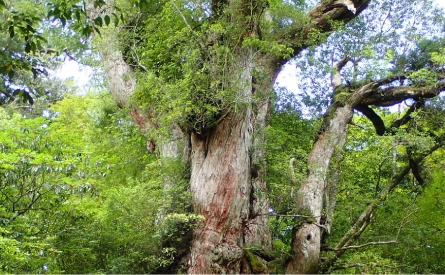 树龄逾1000年、郁郁葱葱的绳文杉的照片。