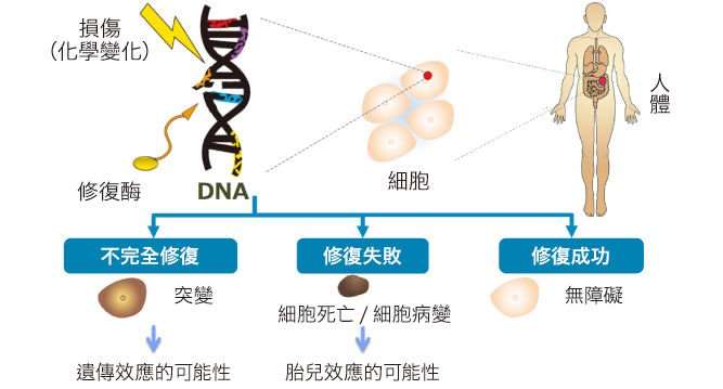 Generation mechanisms for effects on fetuses and hereditary effects caused by radiation