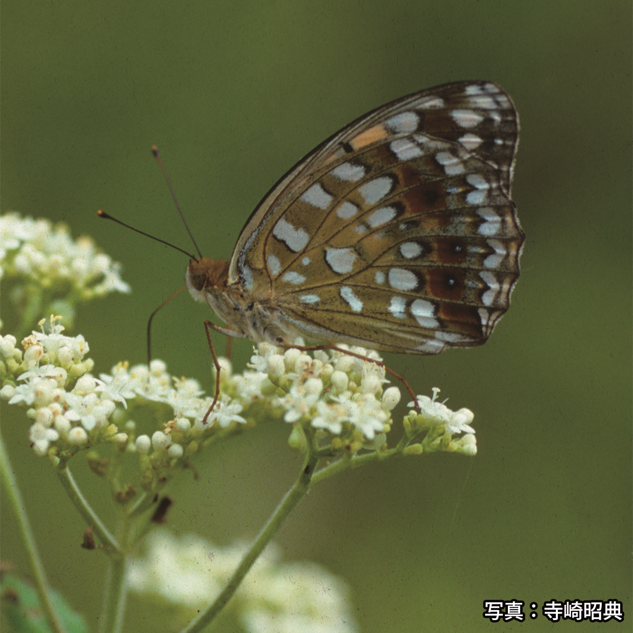照片:蟾福蛺蝶