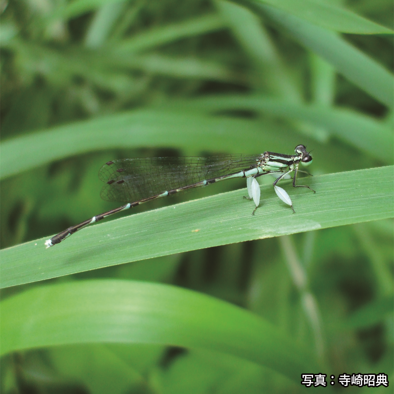 照片:白扇蟌