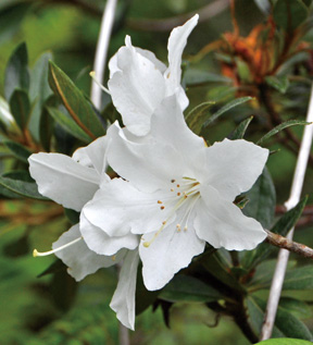 写真:ムニンツツジ