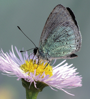 写真:オガサワラシジミ